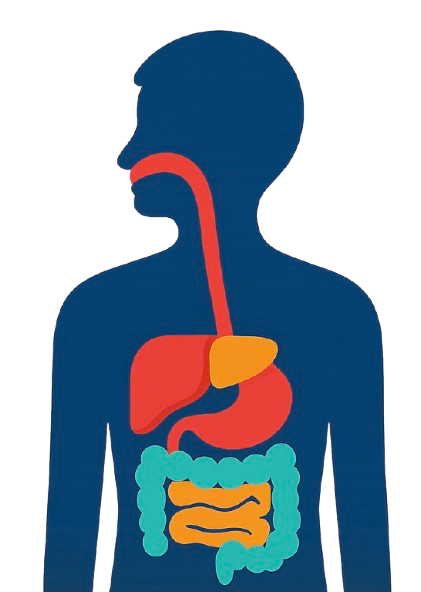 Digestive System Illustration